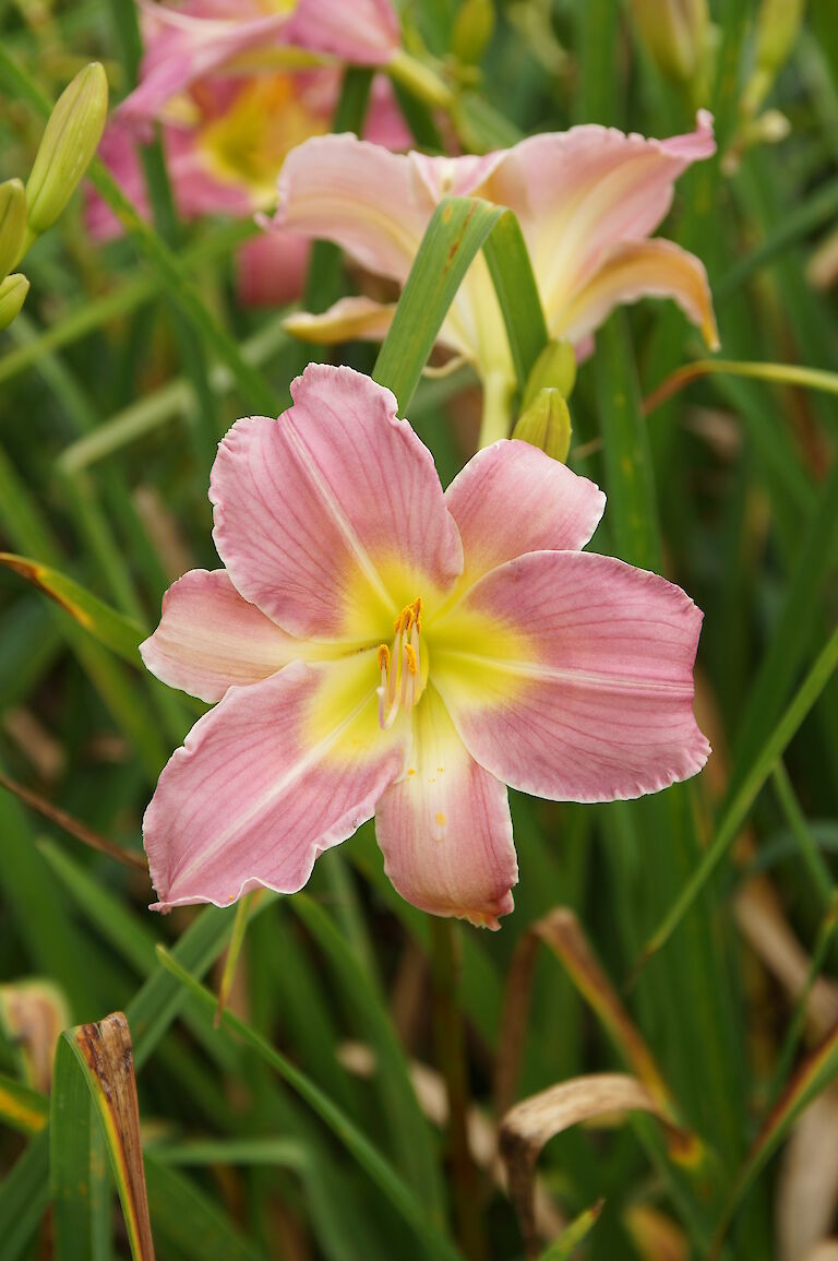 Hemerocallis Hybride