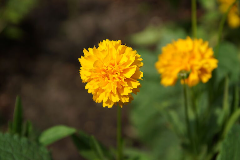 Coreopsis