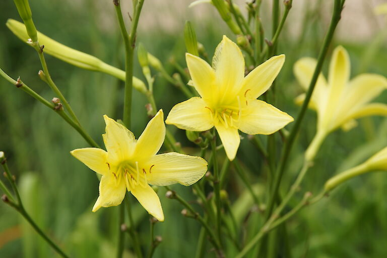 Hemerocallis