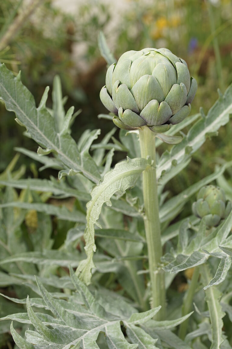 Cynara scolymus