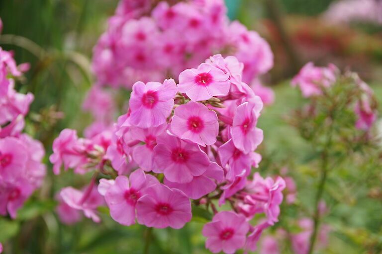 Phlox paniculata 'Dorffreude'