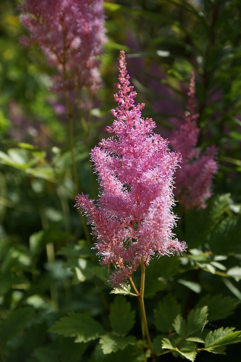 Astilbe arendsii 'Cattleya'