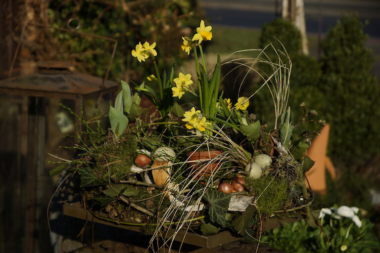 Narzissen Frühling