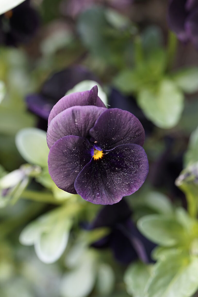 Viola dunkel