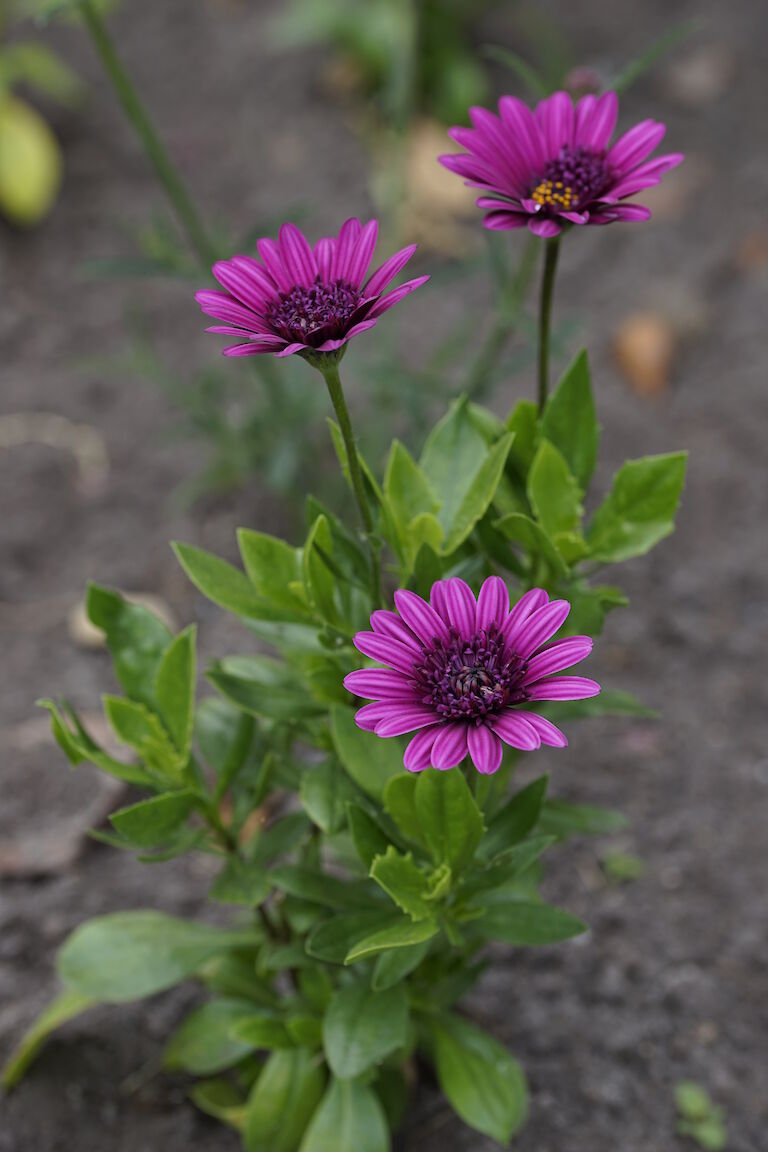 Osteospermum