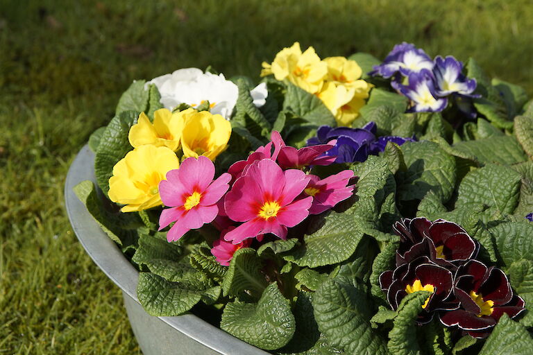 Primeln Frühling