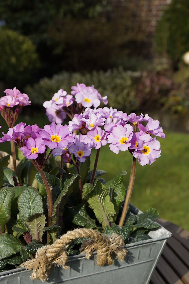 Primeln Frühling