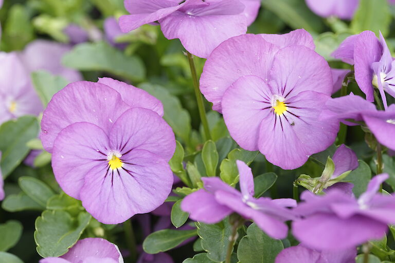 Viola cornuta Twix Pink Face