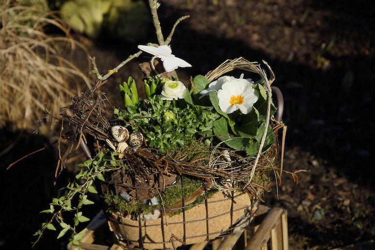 Primeln, Ranunkeln Frühling