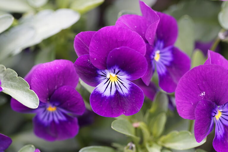 Viola cornuta Twix Violett Flare