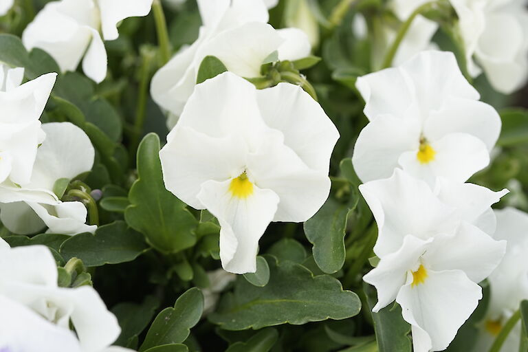 Viola cornuta Twix White