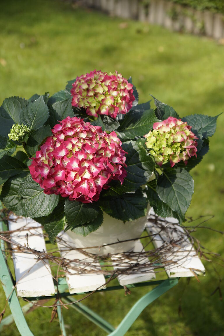 Hydrangea macrophylla