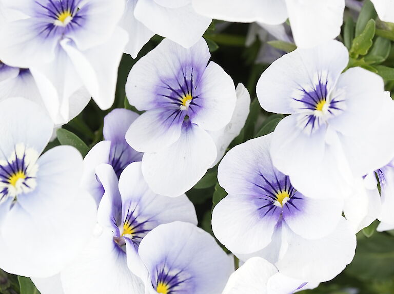 Viola weißblau