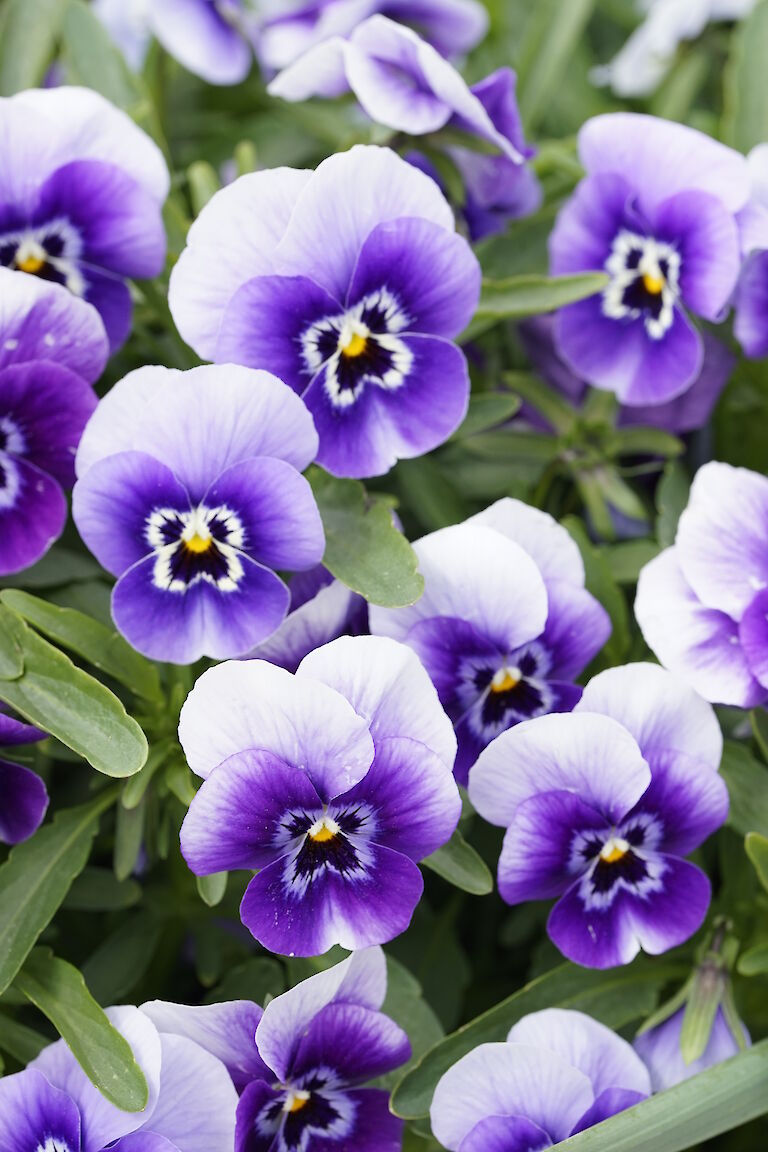 Viola blauweiß