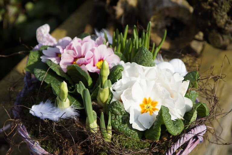 Primeln Frühling