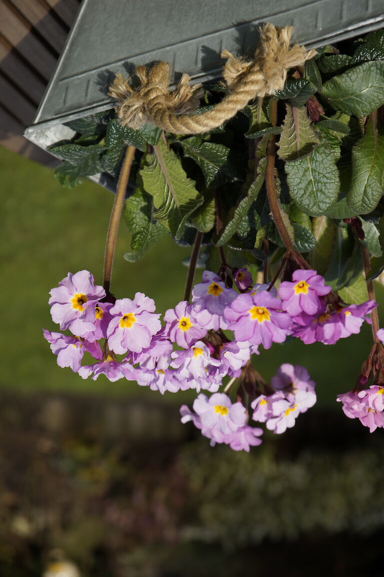 Primeln Frühling