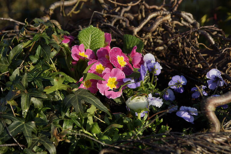 Primeln Frühling