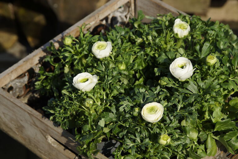 Ranunkeln Frühling