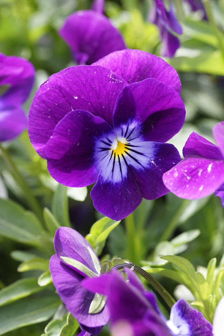 Viola cornuta Twix Violet Flare