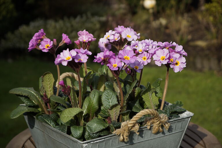 Primeln Frühling