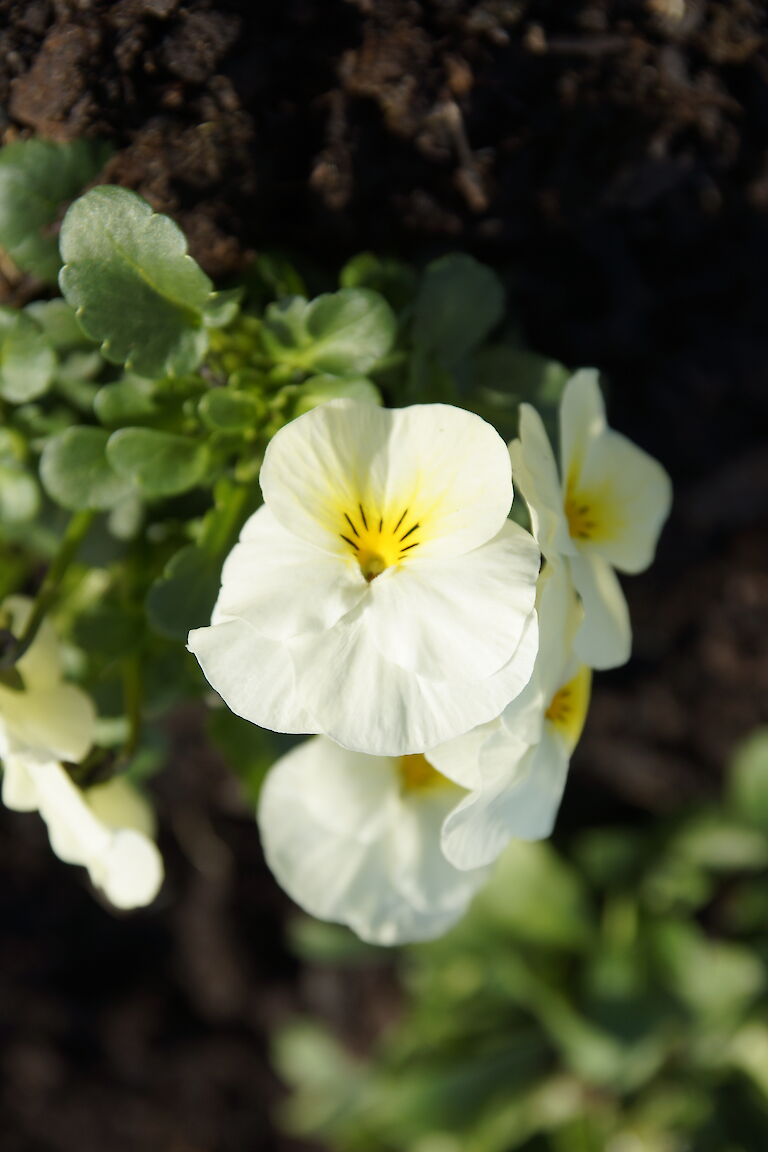 Hornveilchen weiß Frühling