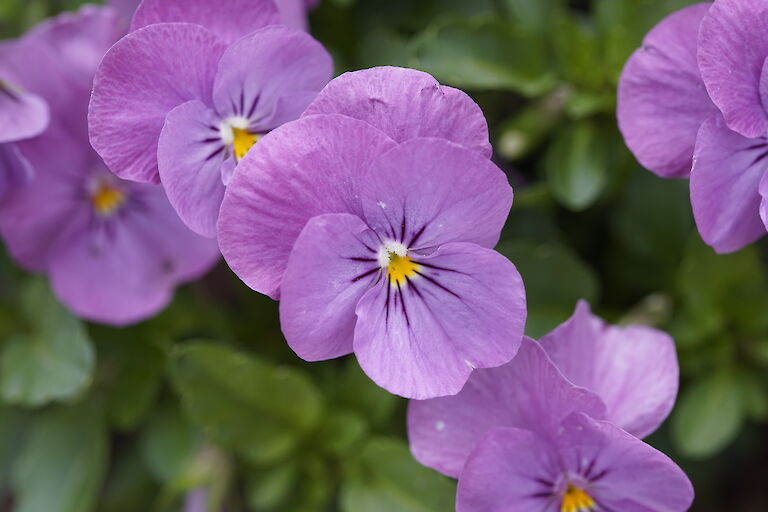 Viola cornuta Twix Rosy