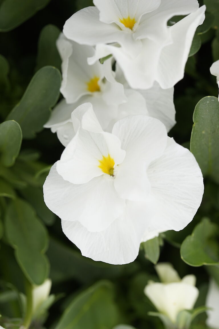 Viola cornuta Twix White