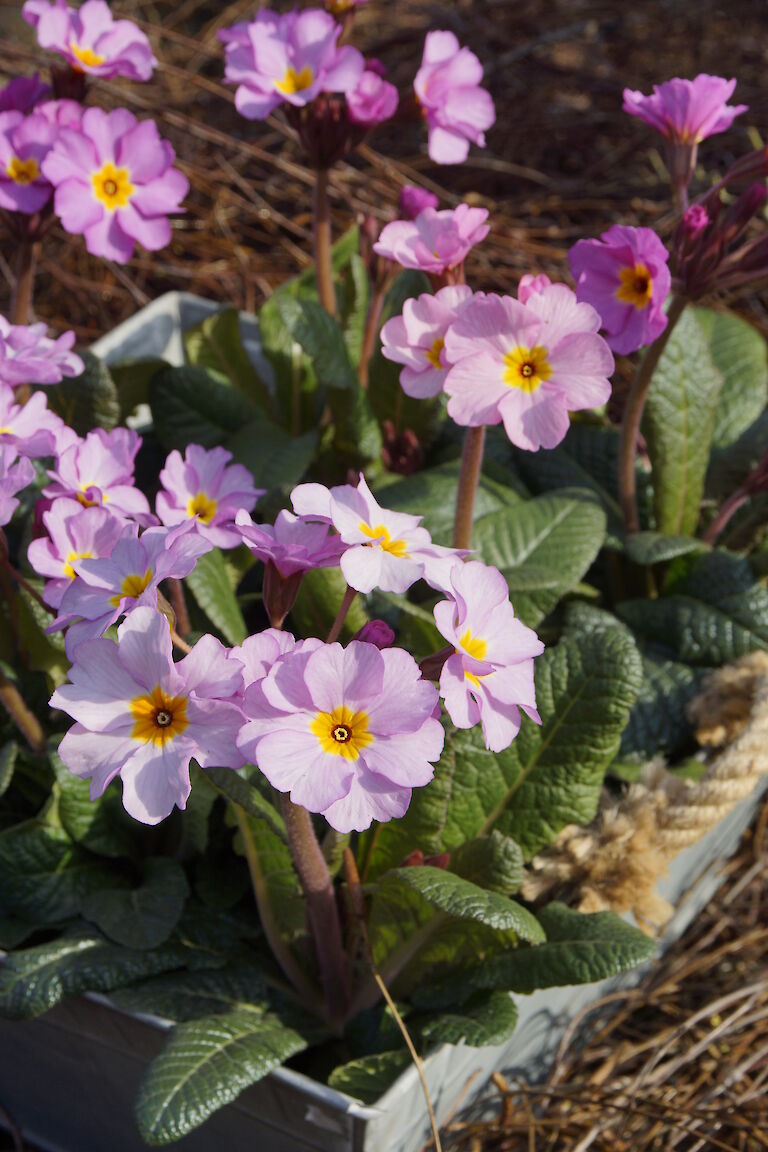 Primeln Frühling