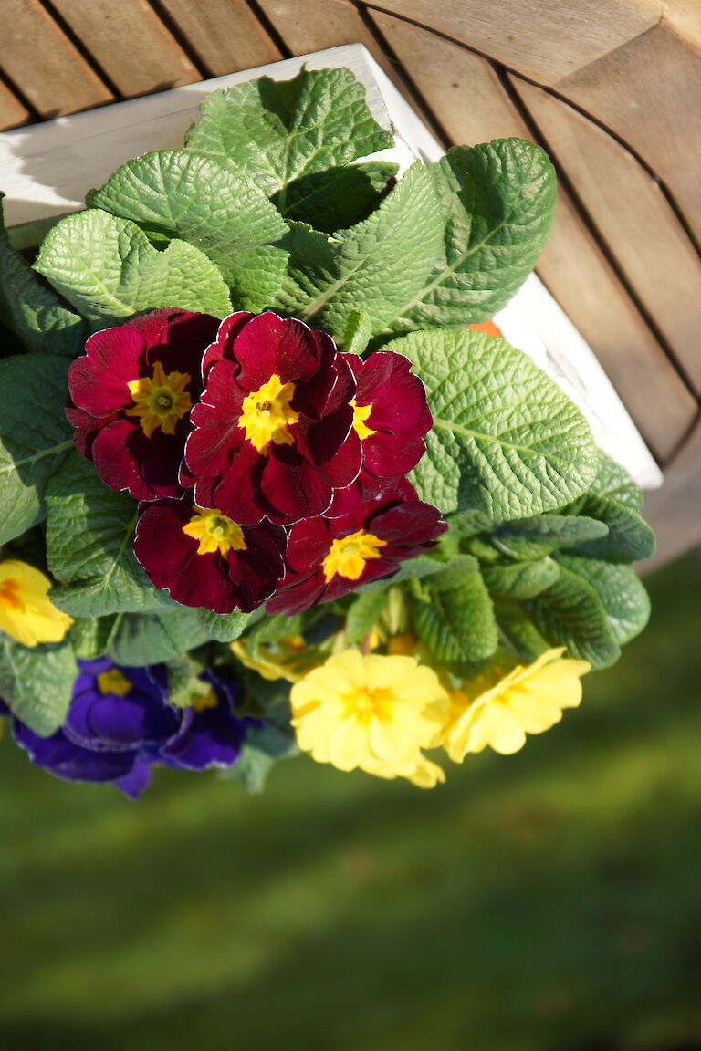 Primeln Frühling