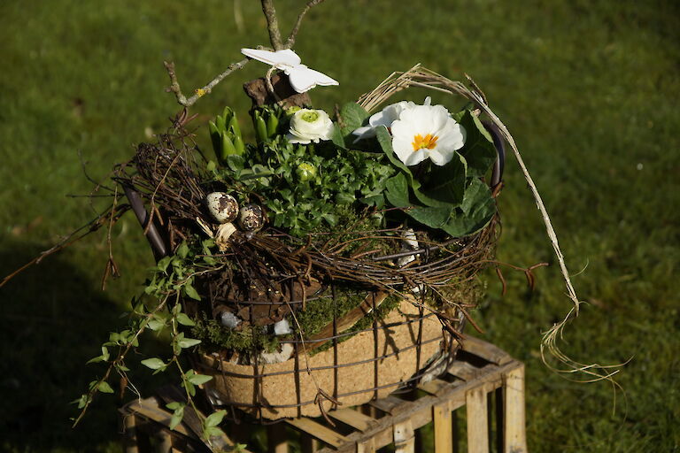 Primeln, Ranunkeln Frühling