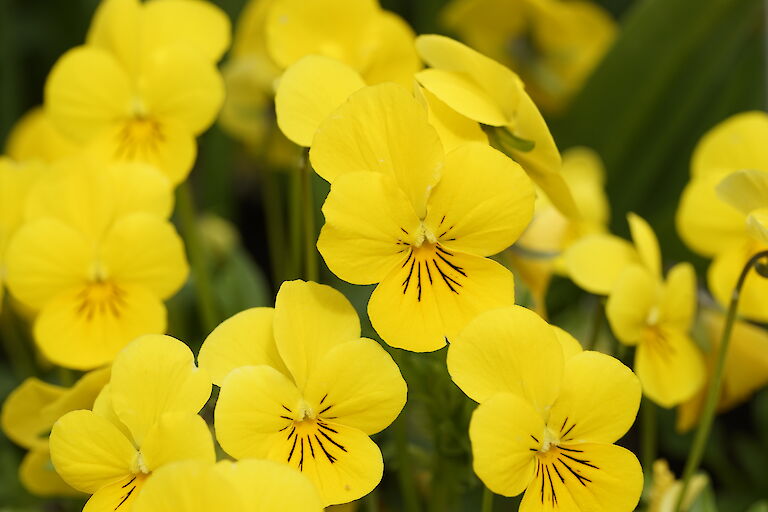 Viola cornuta Twix Gold