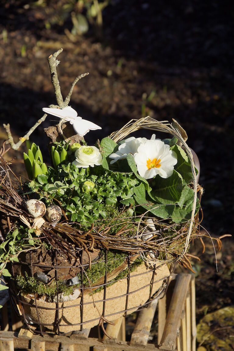 Primeln, Ranunkeln Frühling