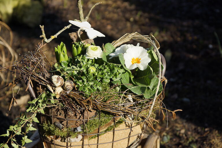 Primeln, Ranunkeln Frühling