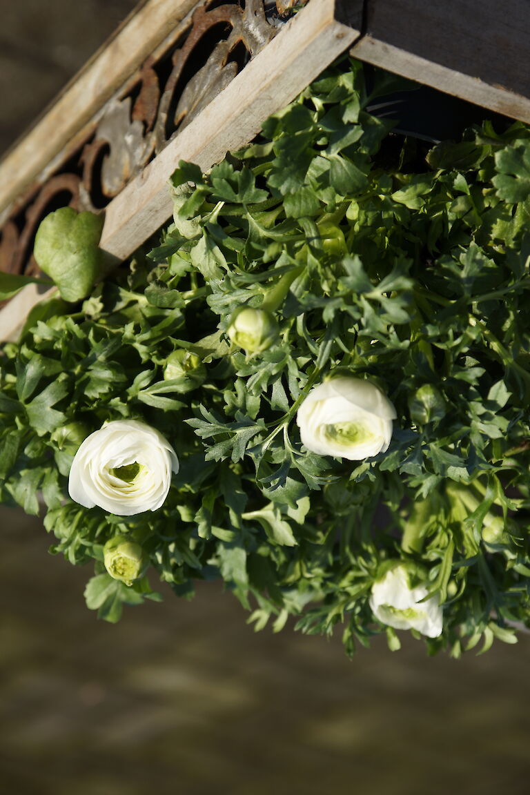 Ranunkeln Frühling