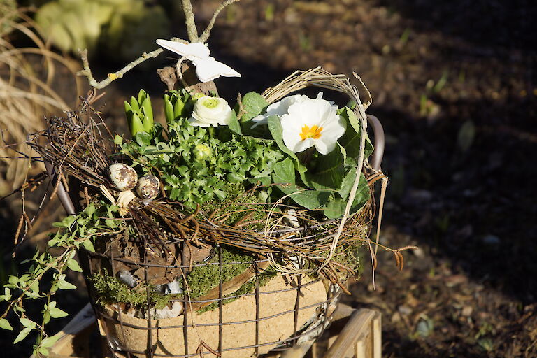 Primeln, Ranunkeln Frühling