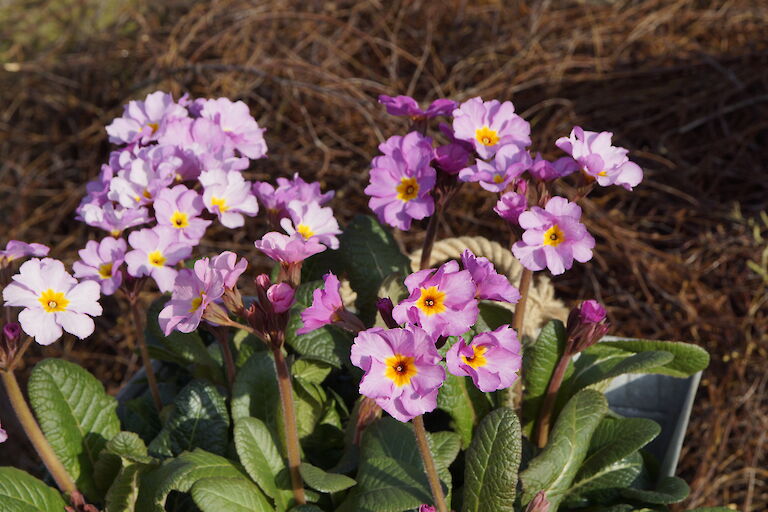 Primeln Frühling