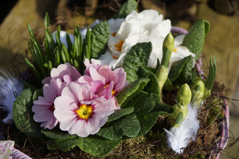 Primeln Frühling