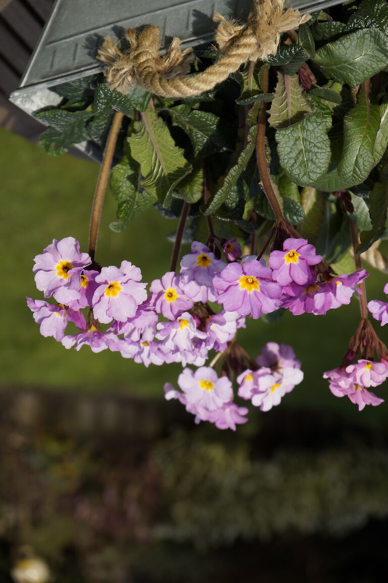 Primeln Frühling