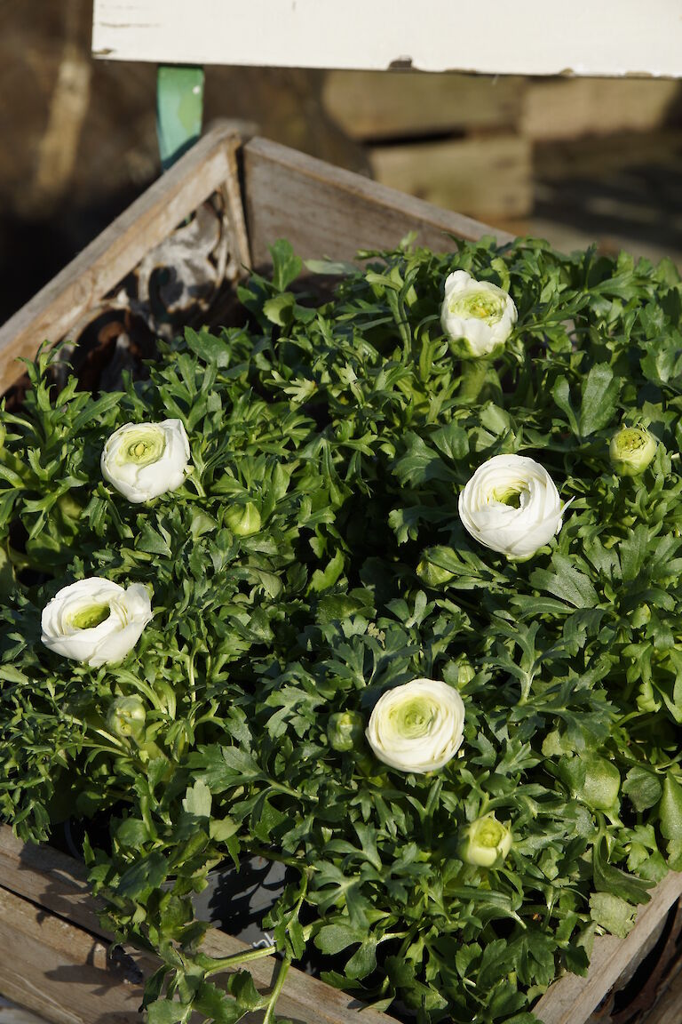 Ranunkeln Frühling