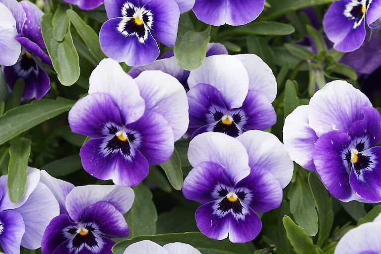 Viola blauweiß