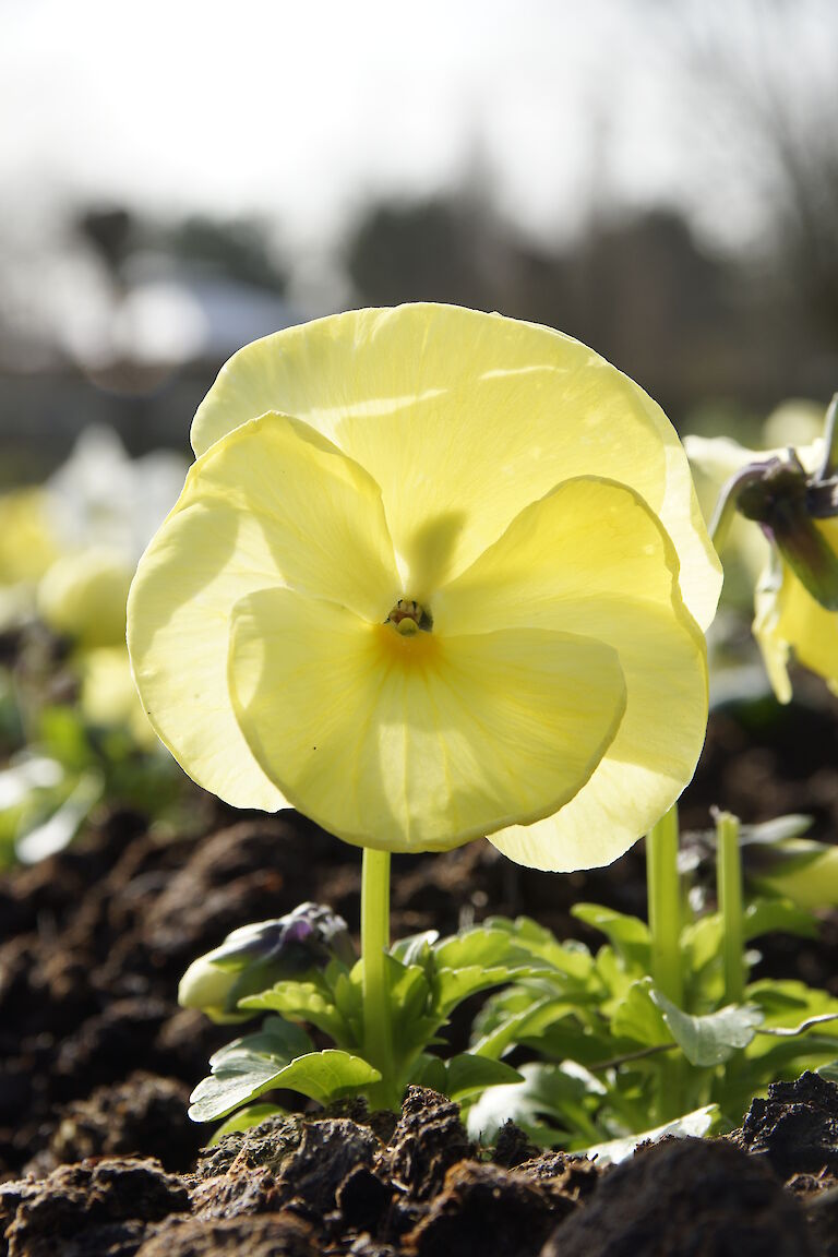 Stiefmütterchen gelb Frühling