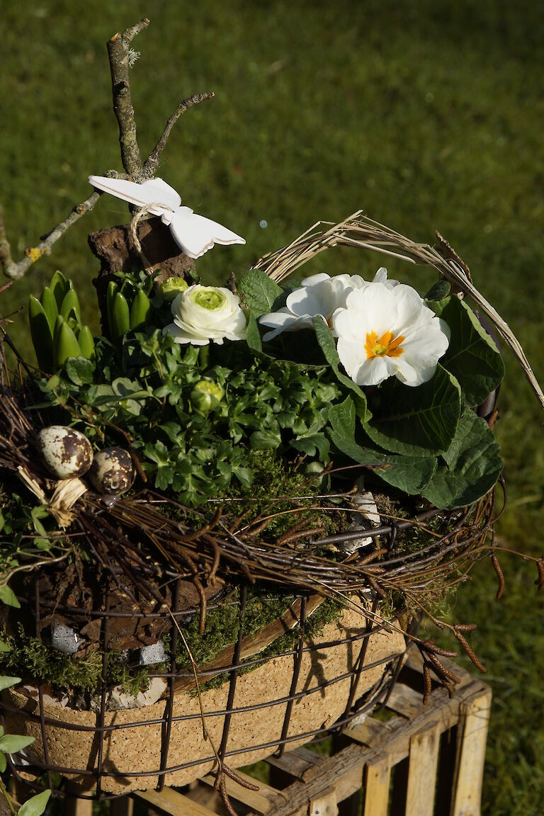 Primeln, Ranunkeln Frühling