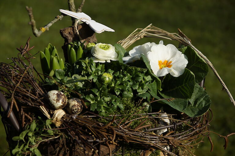 Primeln, Ranunkeln Frühling