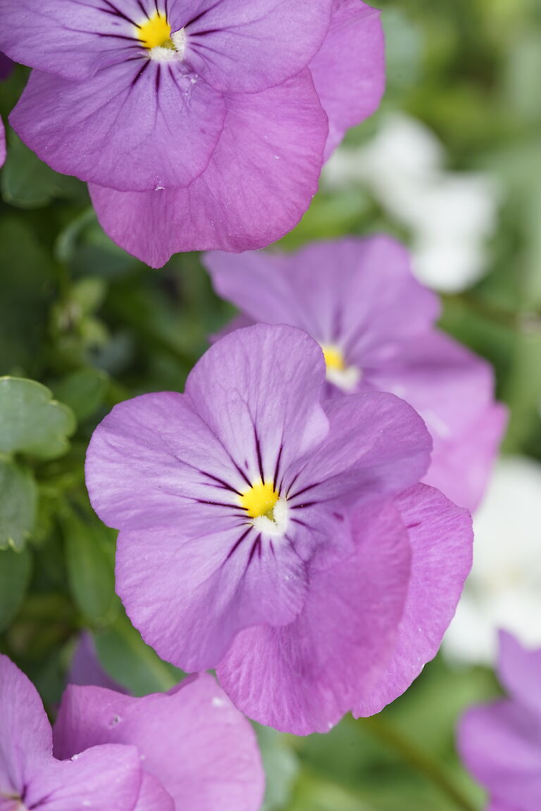 Viola cornuta Twix Pink Face