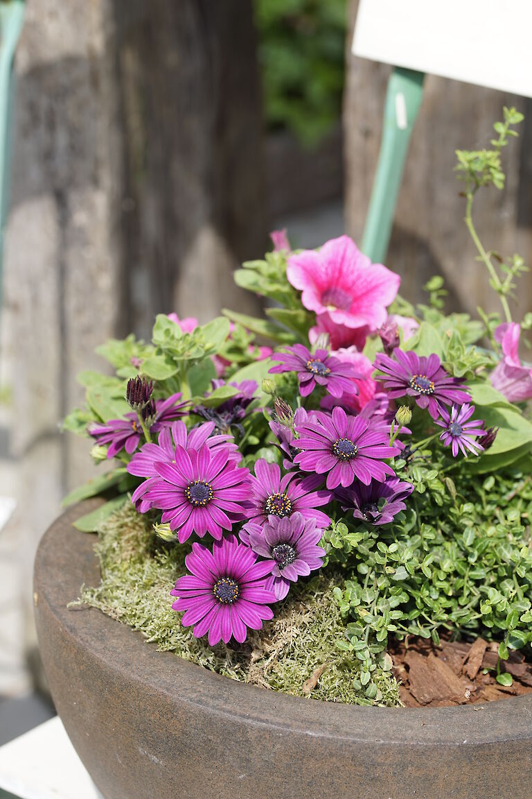 Osteospermum ecklonis, Petunia