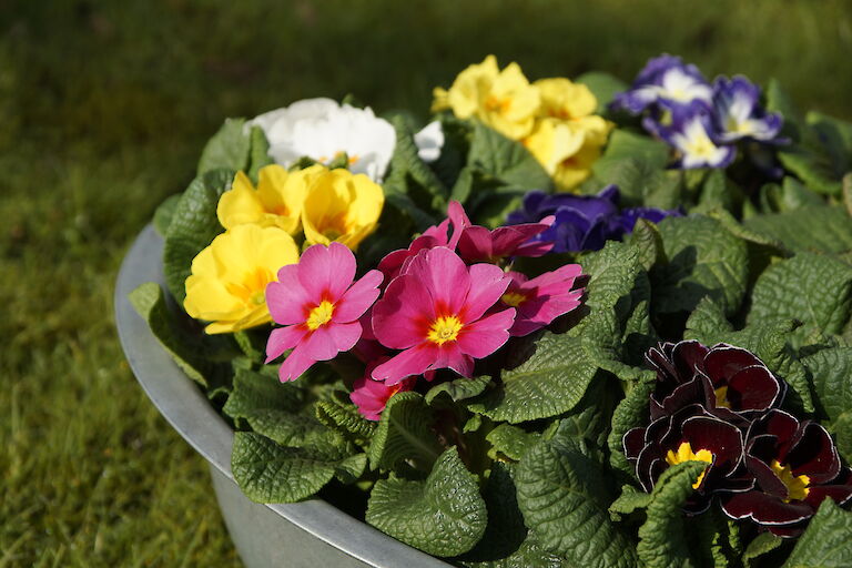 Primeln Frühling