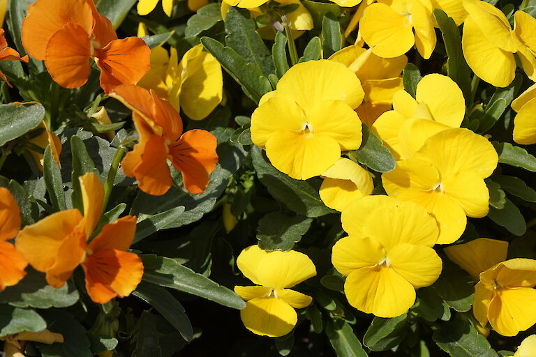 Viola cornuta Twix Citrus Mix