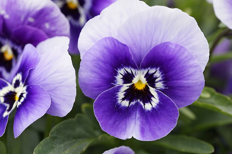 Viola blauweiß