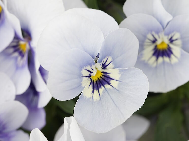 Viola weißblau