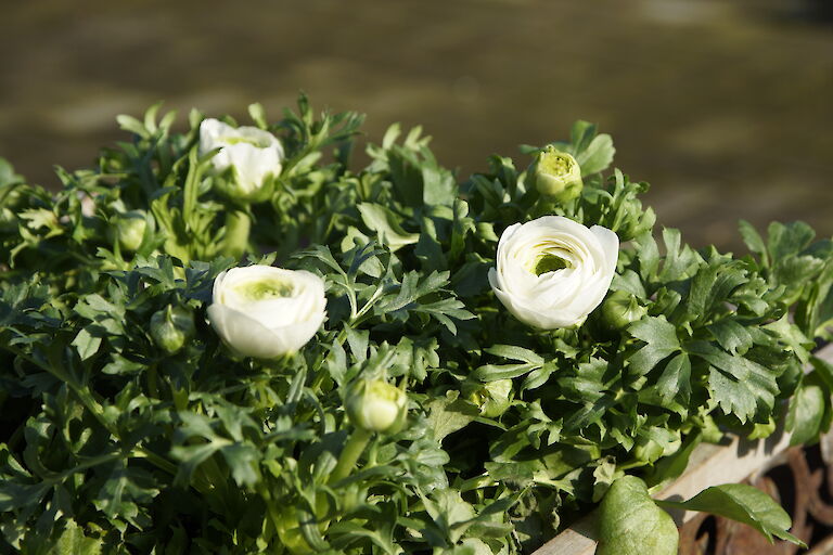 Ranunkeln Frühling